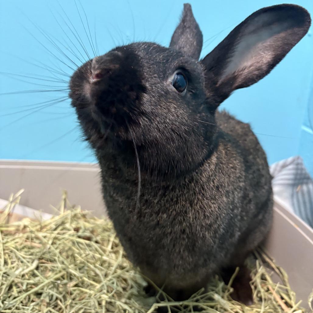 Enlarge Rabbit De Niro, a Adoptable Silver Fox in South Burlington, VT image 4/6