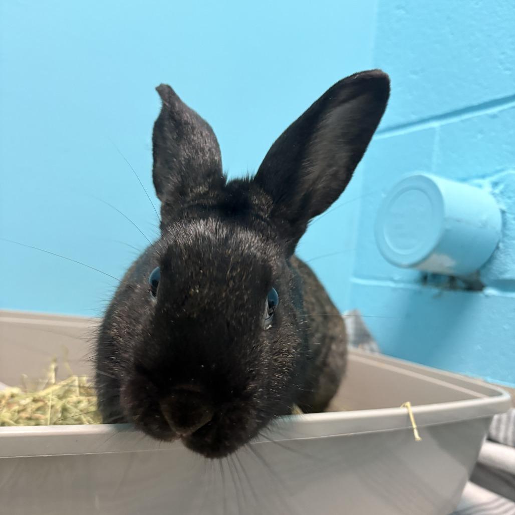 Enlarge Rabbit De Niro, a Adoptable Silver Fox in South Burlington, VT image 5/6