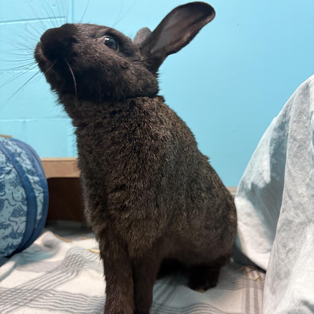 Enlarge Rabbit De Niro, a Adoptable Silver Fox in South Burlington, VT image 6/6