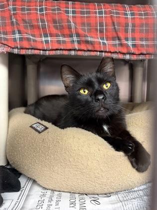 Enlarge Pepe, an adopted Domestic Short Hair in North Myrtle Beach, SC image 4/5