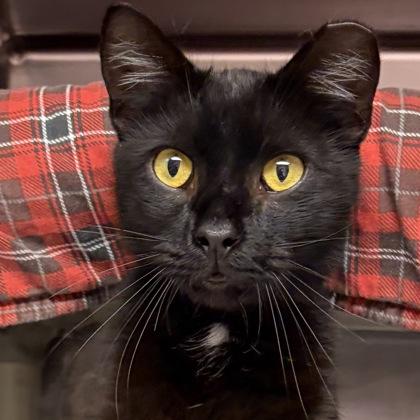 Enlarge Pepe, an adopted Domestic Short Hair in North Myrtle Beach, SC image 3/5