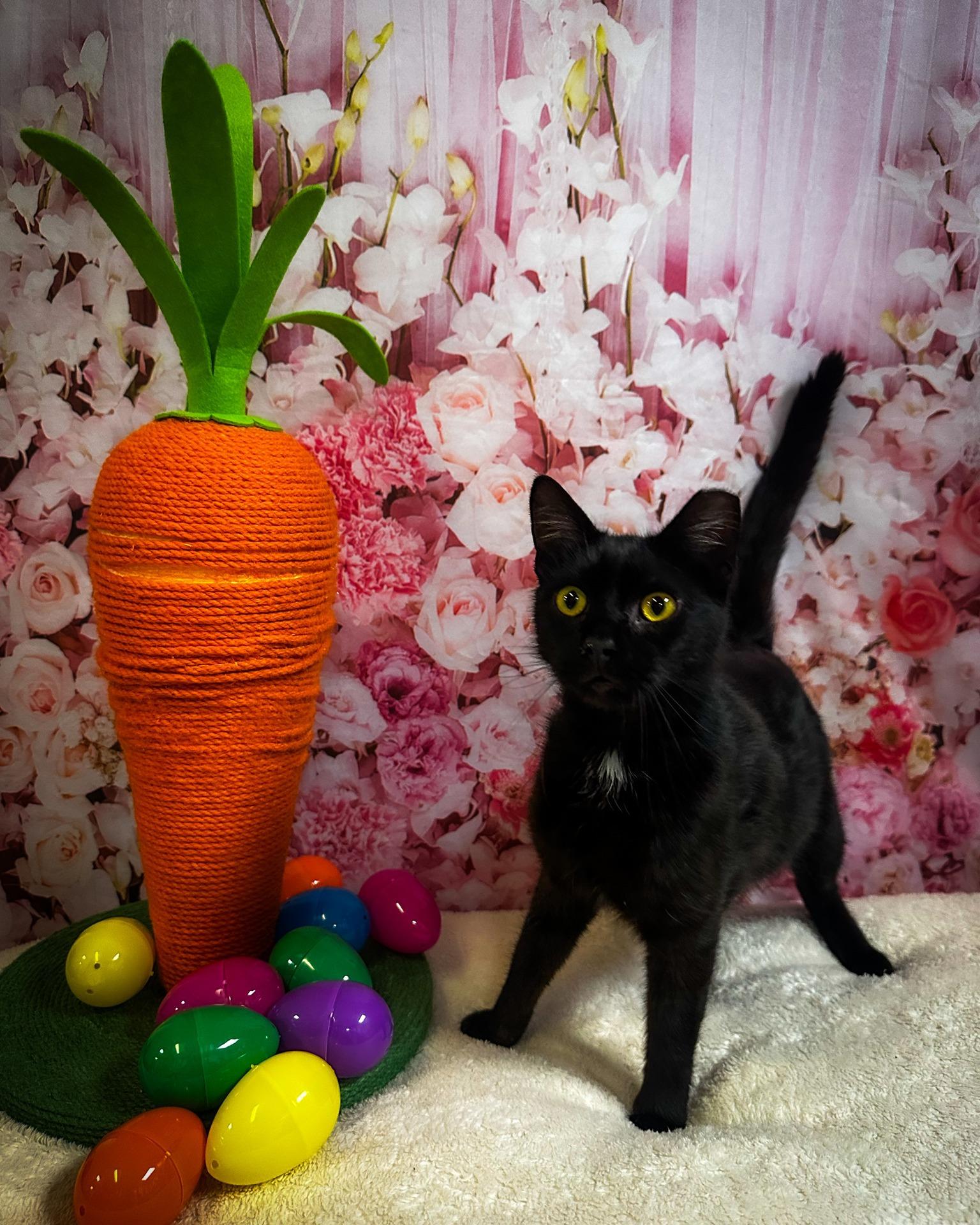 Enlarge Pepe, an adopted Domestic Short Hair in North Myrtle Beach, SC image 5/5