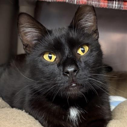 Enlarge Pepe, an adopted Domestic Short Hair in North Myrtle Beach, SC image 2/5