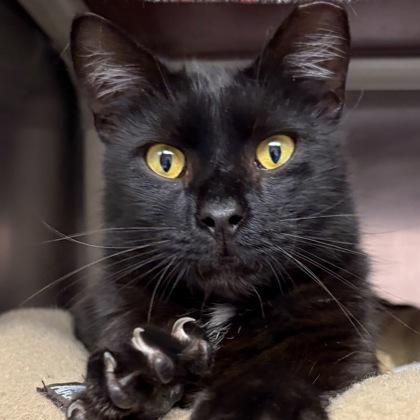 Pepe, adopted, Adult Male Domestic Short Hair.