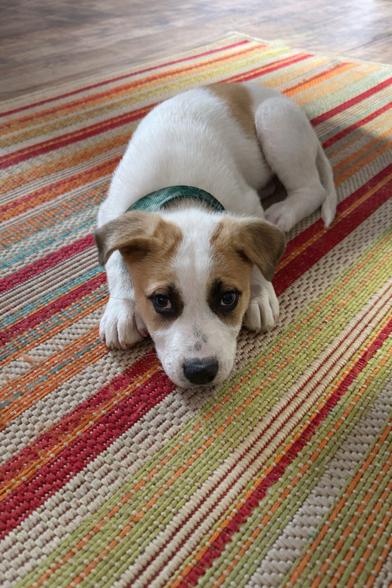 Haze Walker — thumbnail 3