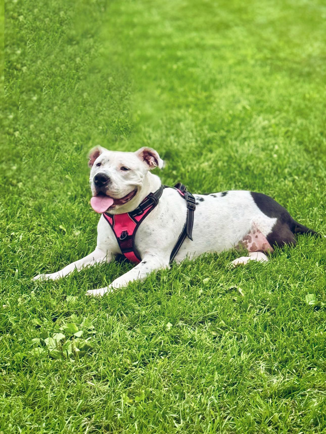 Bonnie, a Adopted mixed breed in Janesville, WI image 4/4
