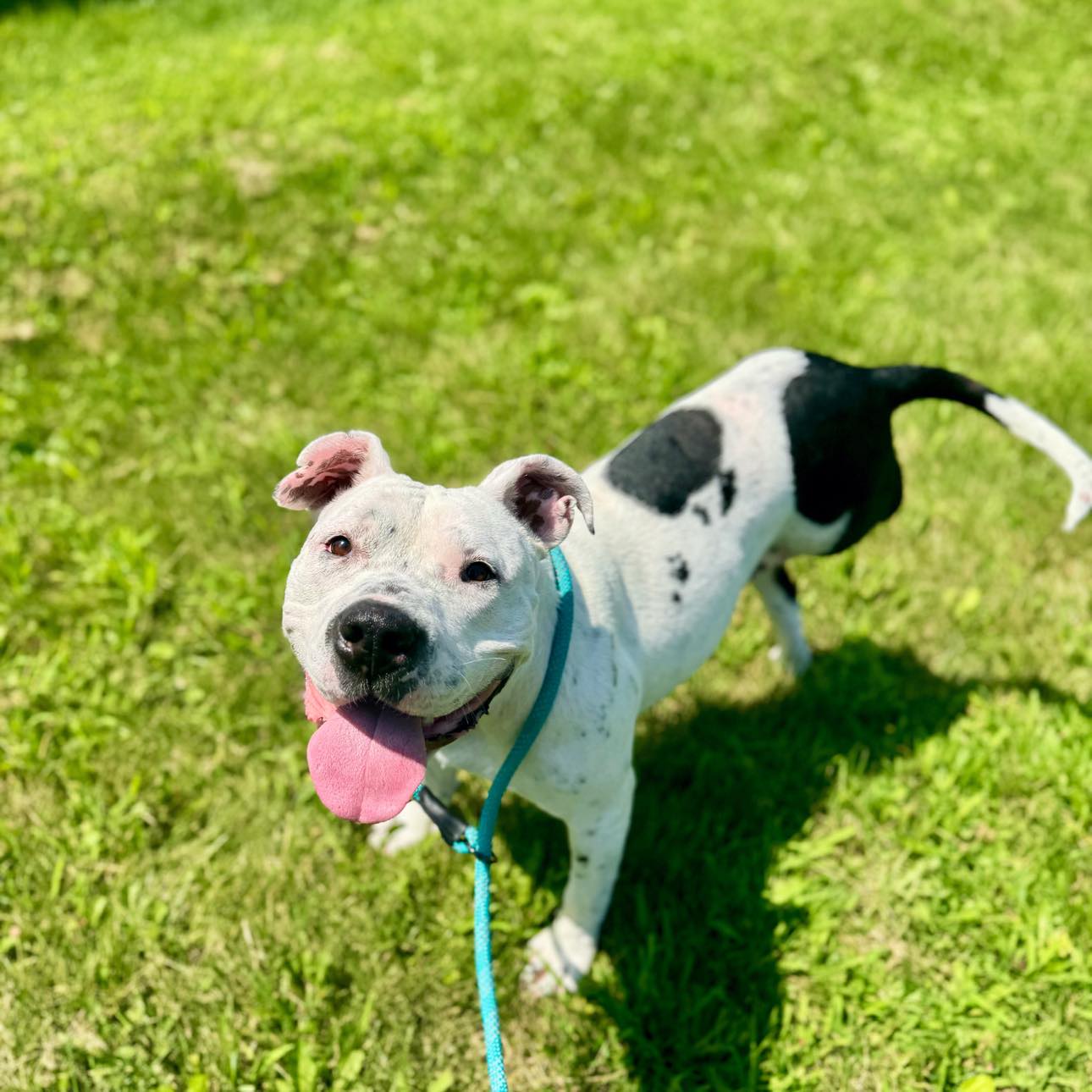 Bonnie, a Adopted mixed breed in Janesville, WI image 1/4