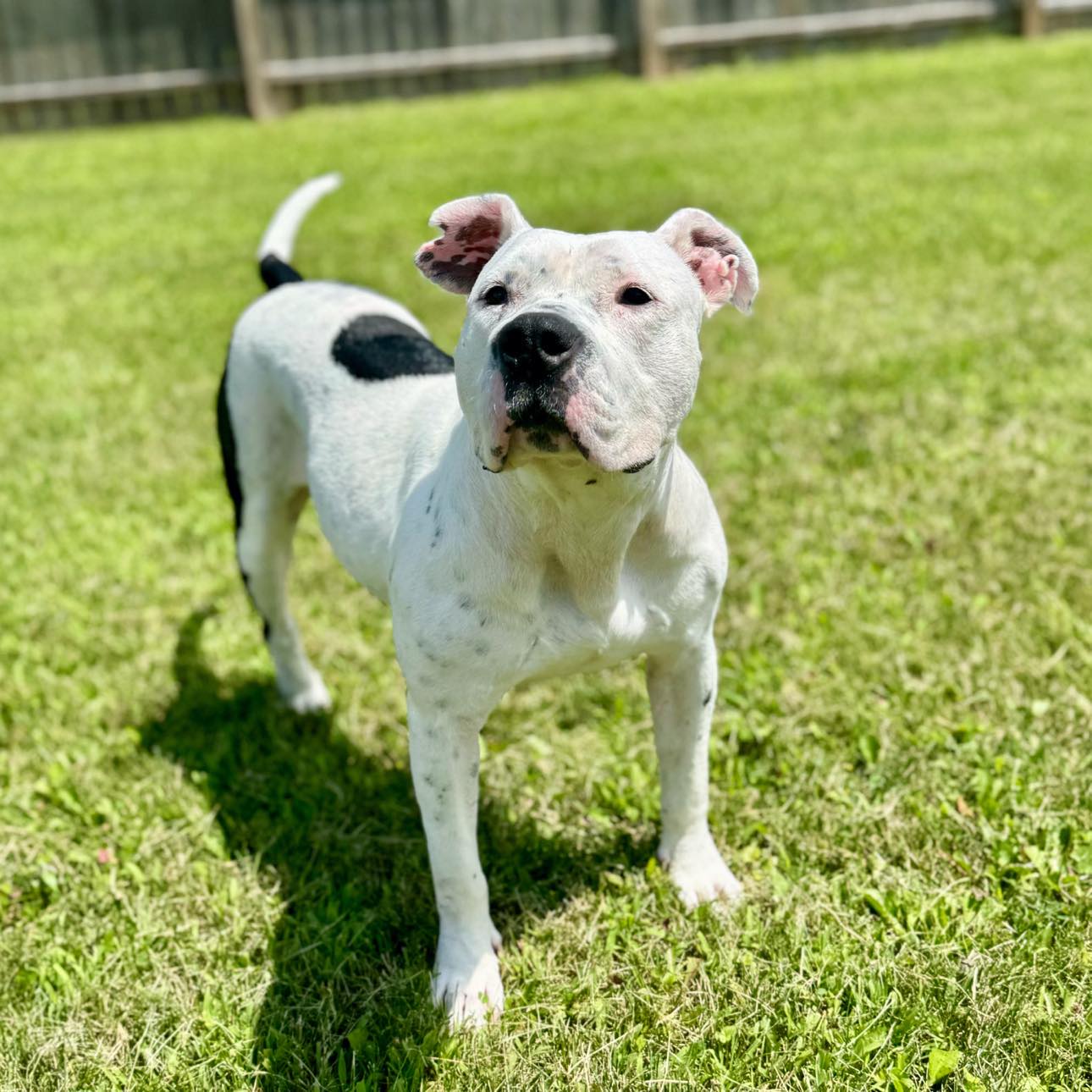 Bonnie, a Adopted mixed breed in Janesville, WI image 3/4