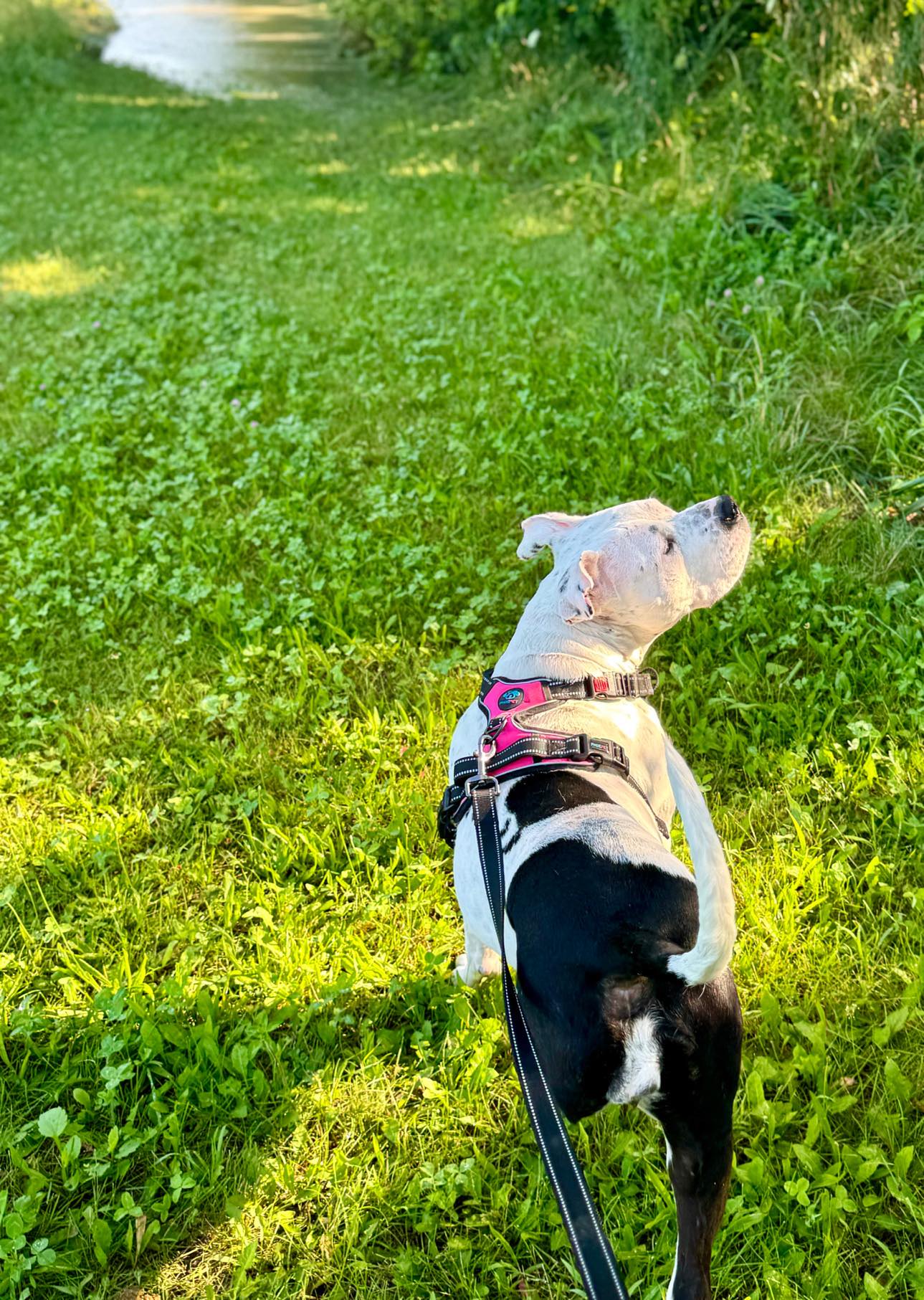 Bonnie, a Adopted mixed breed in Janesville, WI image 2/4