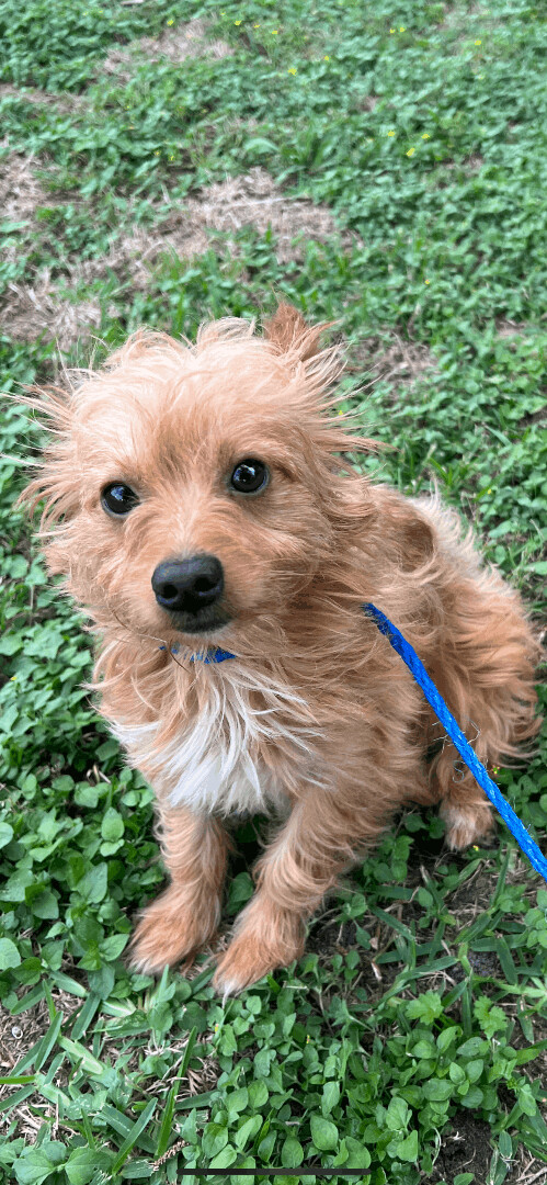 Brantly, a Adopted Yorkshire Terrier in Westerly, RI image 1/7