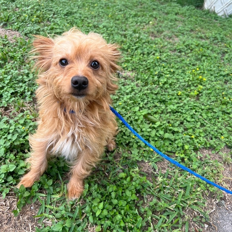 Brantly, Adopted, Young Male Yorkshire Terrier.