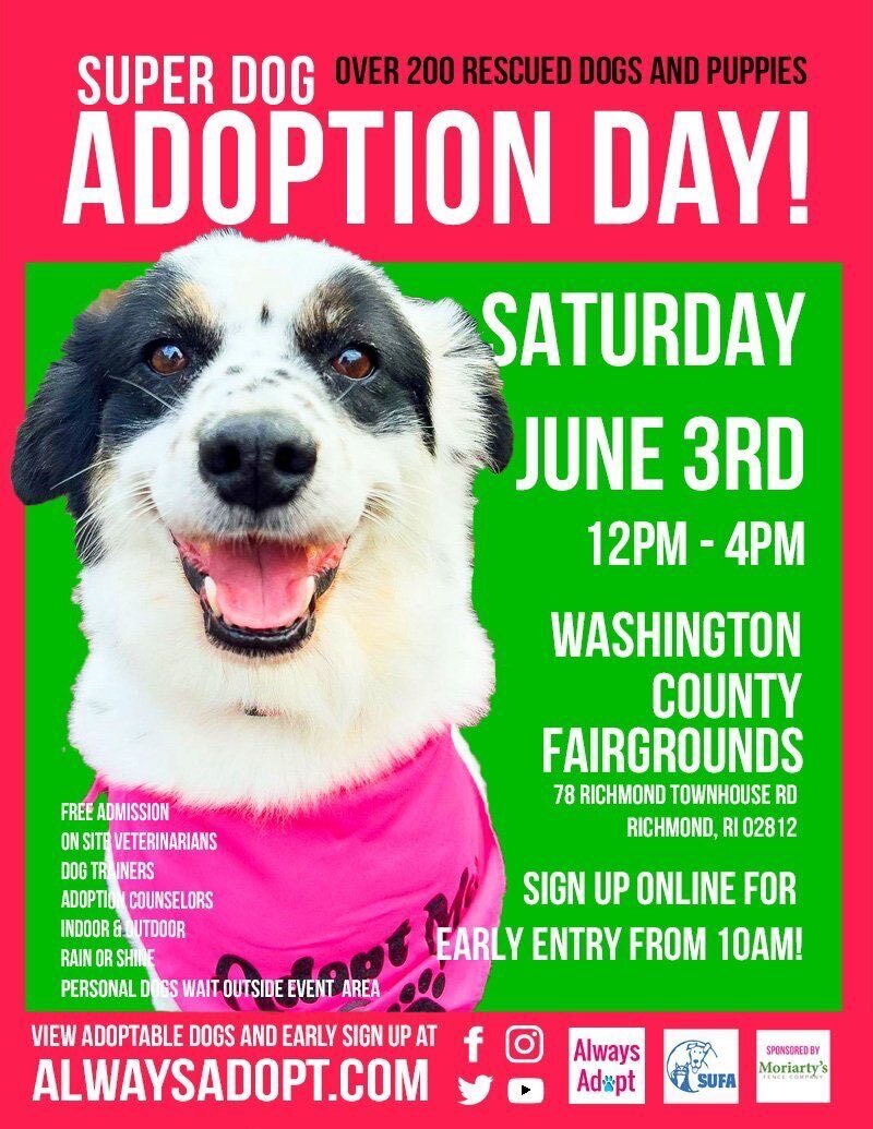 Brantly, a Adopted Yorkshire Terrier in Westerly, RI image 3/7