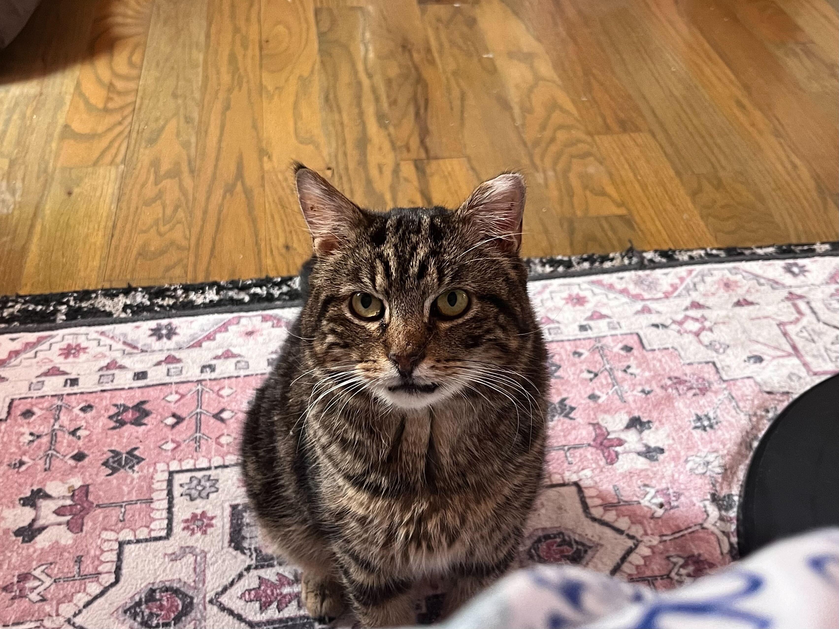 Georgie, a ADOPTABLE Domestic Short Hair in Long Island City, NY image 5/6
