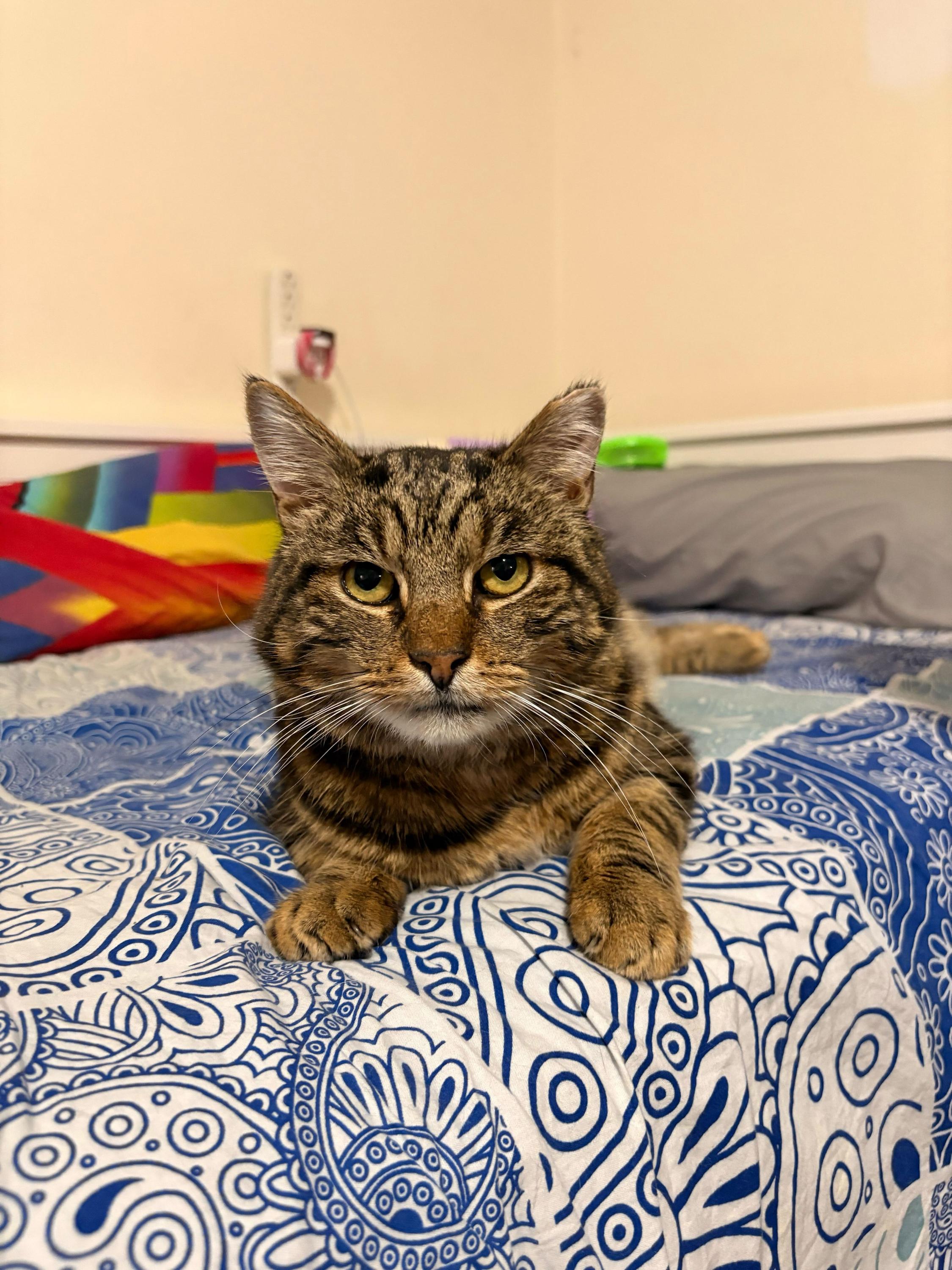 Georgie, a ADOPTABLE Domestic Short Hair in Long Island City, NY image 1/6
