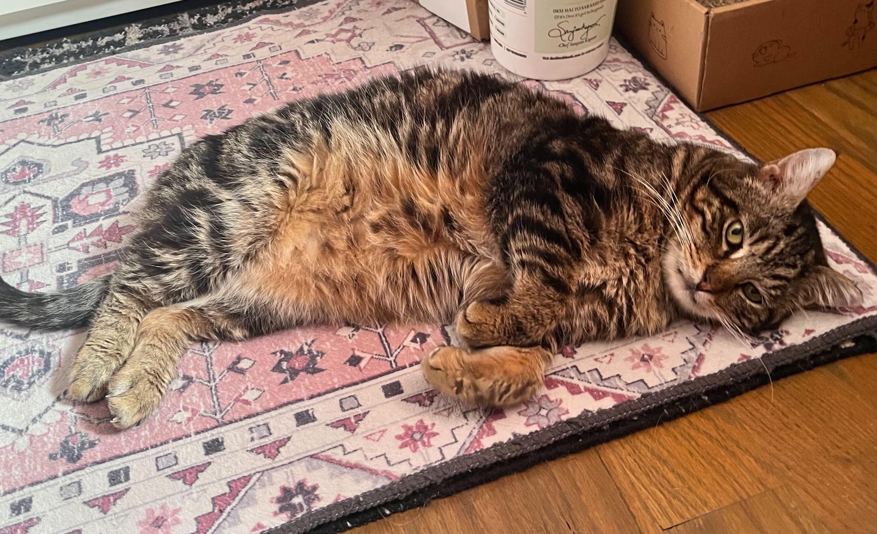 Georgie, a ADOPTABLE Domestic Short Hair in Long Island City, NY image 6/6