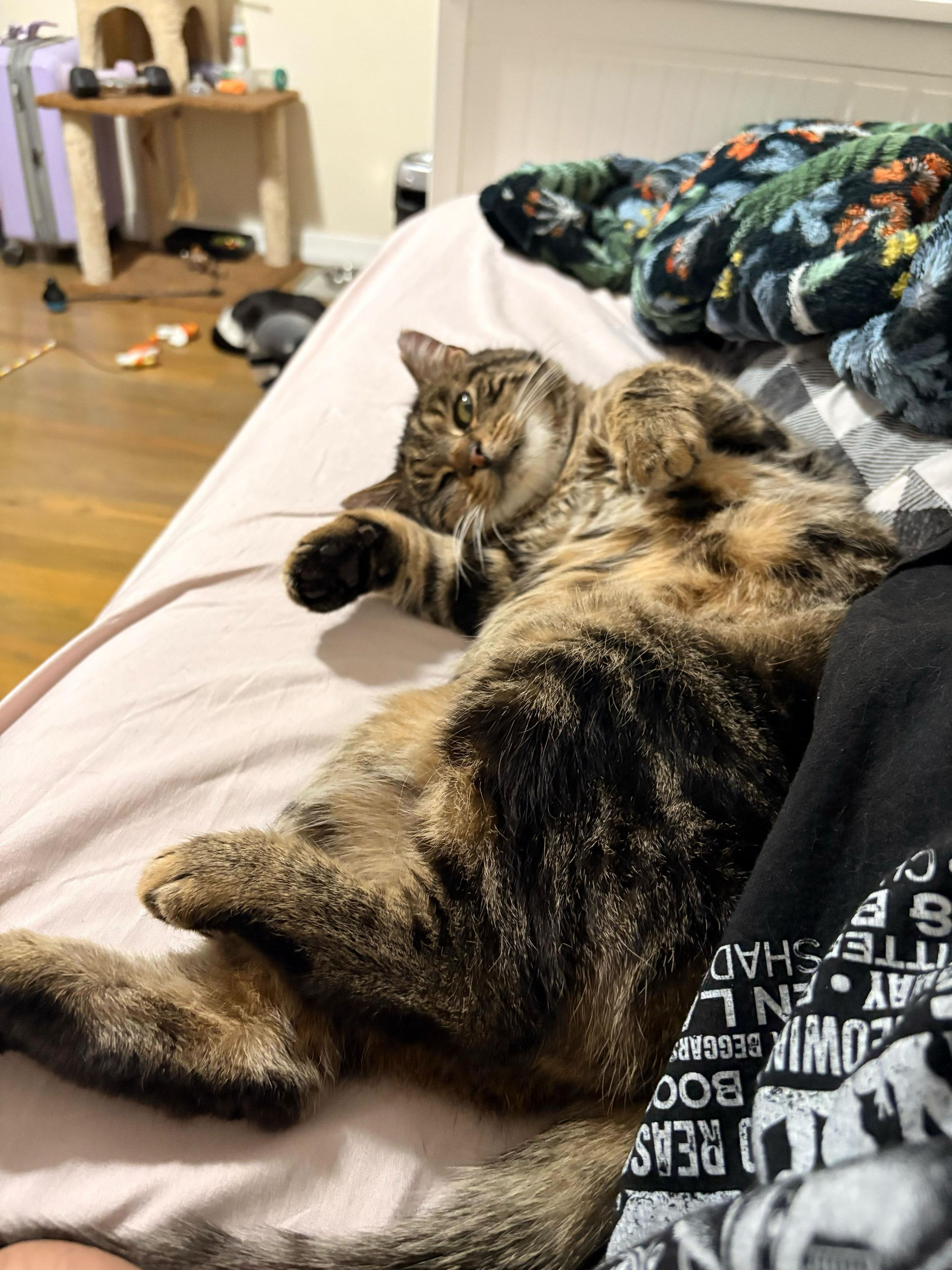 Georgie, a ADOPTABLE Domestic Short Hair in Long Island City, NY image 2/6
