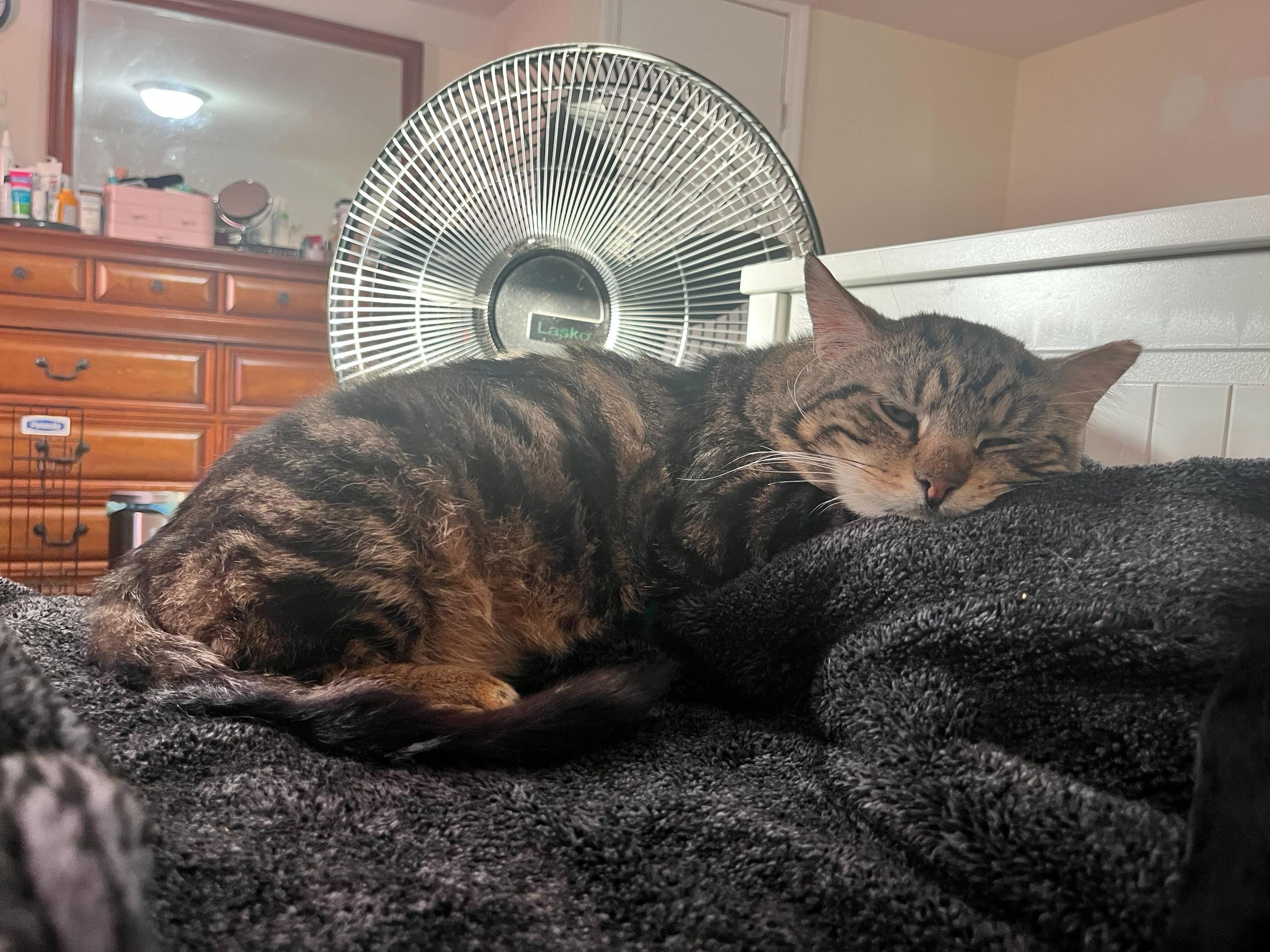 Georgie, a ADOPTABLE Domestic Short Hair in Long Island City, NY image 4/6