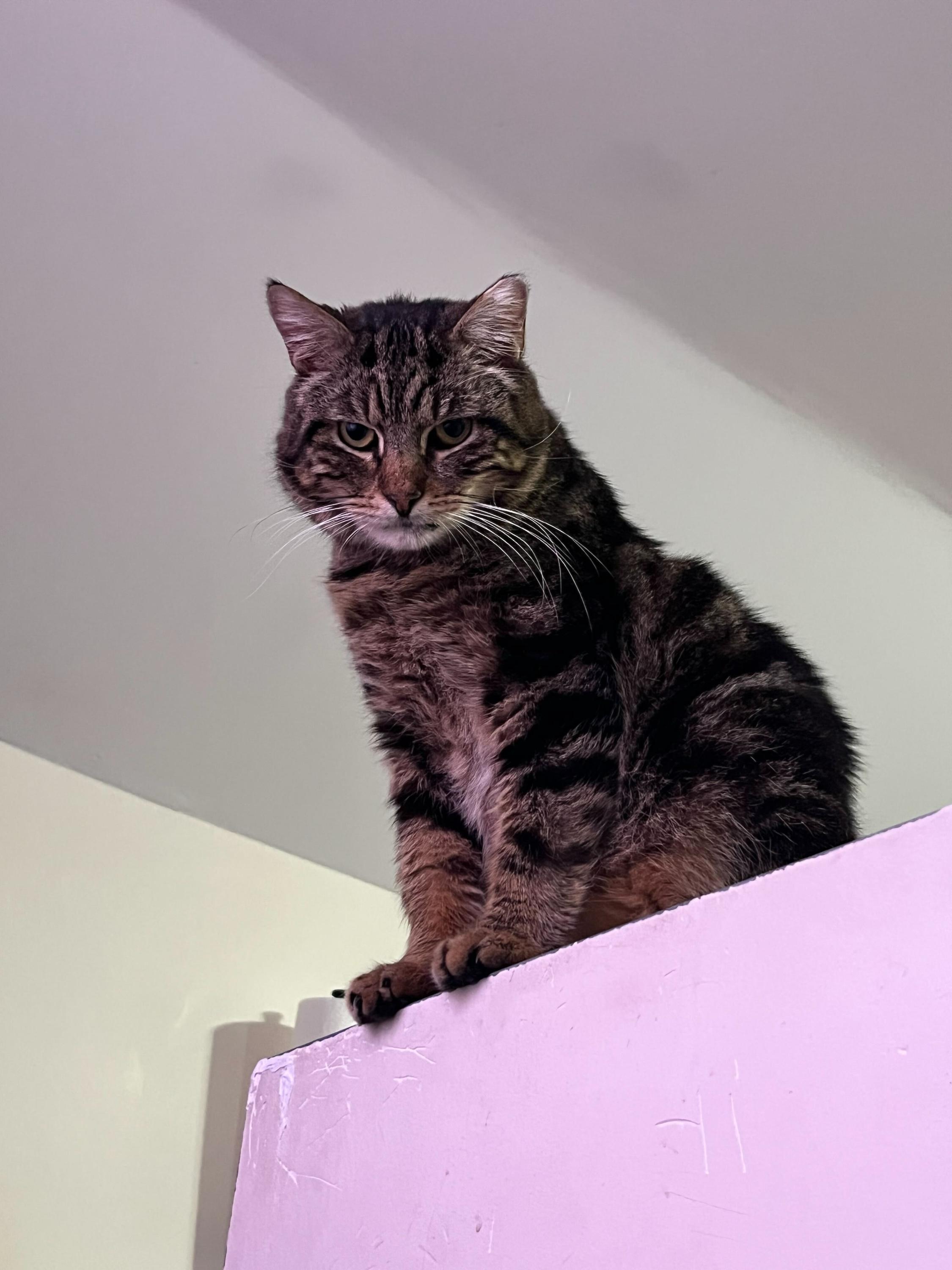 Georgie, a ADOPTABLE Domestic Short Hair in Long Island City, NY image 3/6