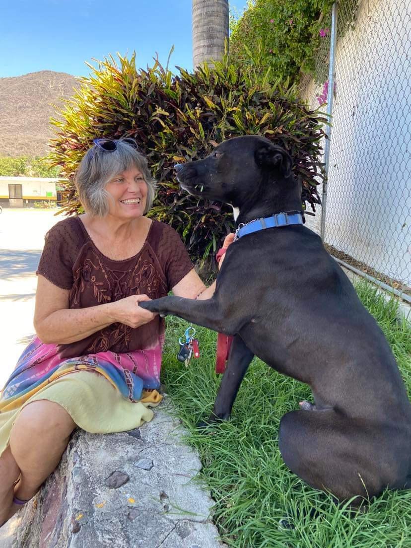 Jaxon, a Adoptable mixed breed in Sherwood, OR image 3/5