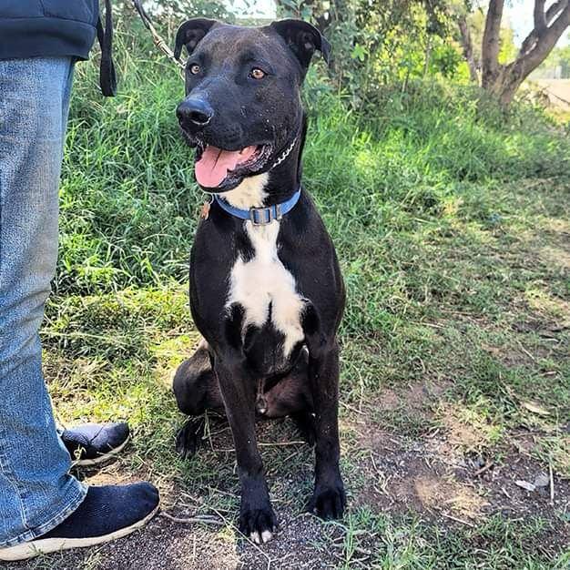 Jaxon, a Adoptable mixed breed in Sherwood, OR image 1/5