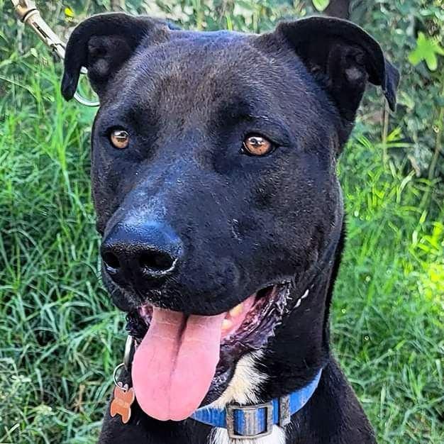 Jaxon, a Adoptable mixed breed in Sherwood, OR image 4/5