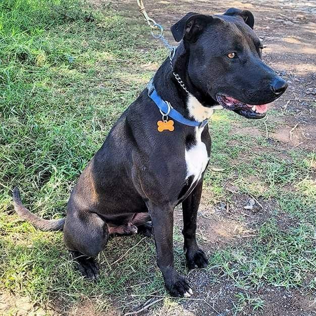 Jaxon, a Adoptable mixed breed in Sherwood, OR image 5/5