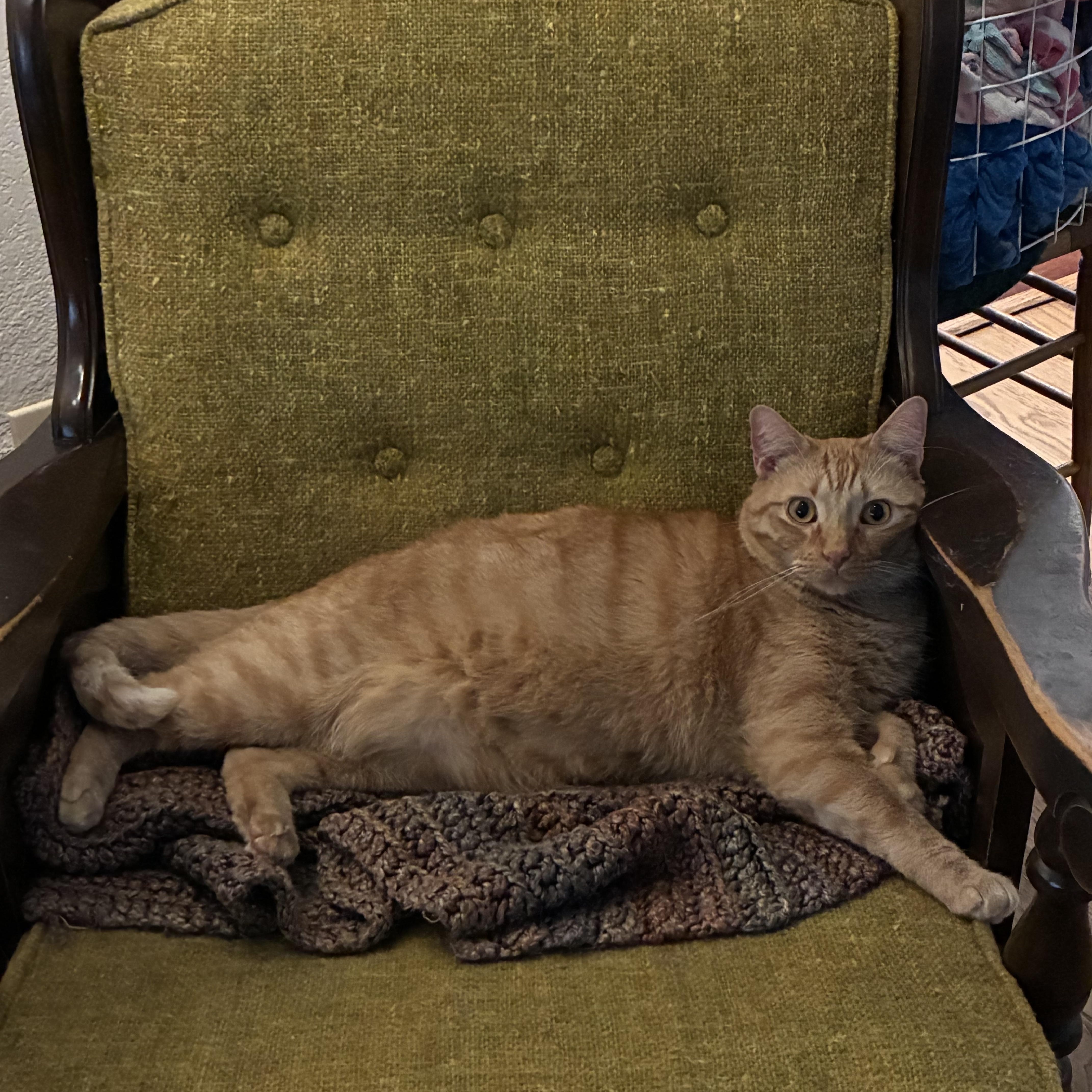 Toulouse, Baby Male Domestic Short Hair