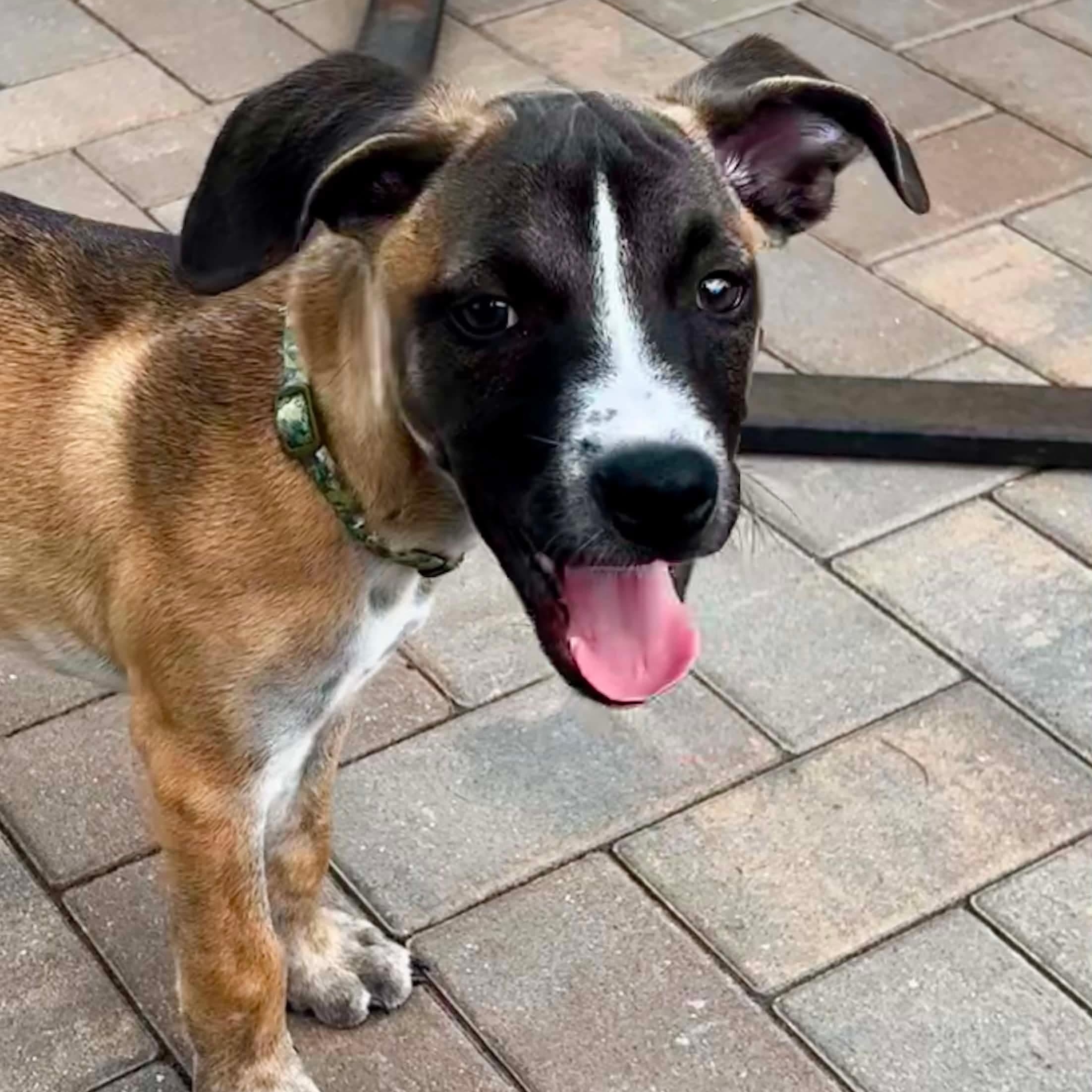 Emmet in foster care, ADOPTABLE, Puppy Male Shepherd.