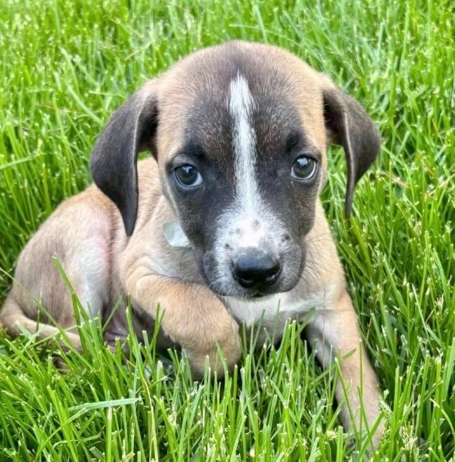Enlarge Emmet in foster care, a ADOPTABLE mixed breed in Minooka, IL image 1/1