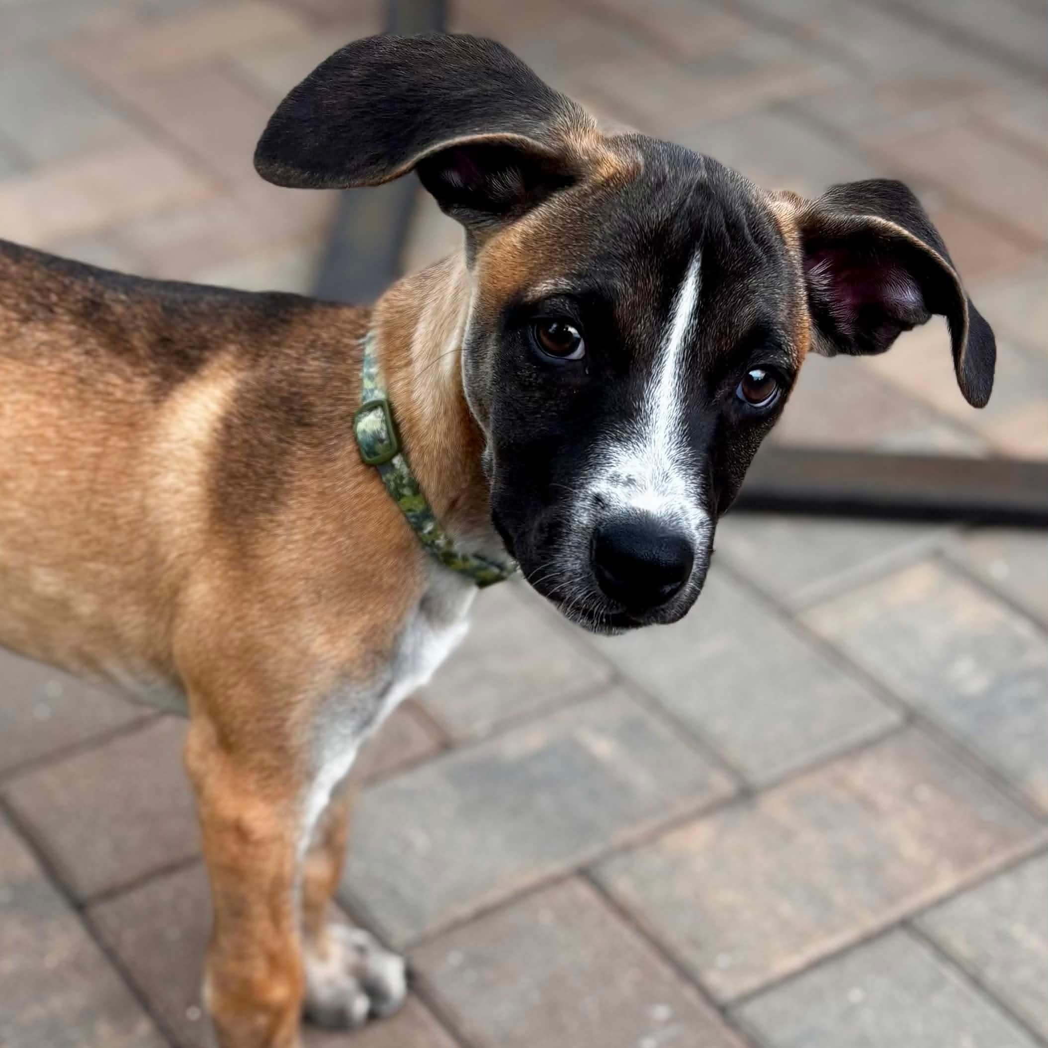 Emmet in foster care, a ADOPTABLE mixed breed in Minooka, IL image 3/3