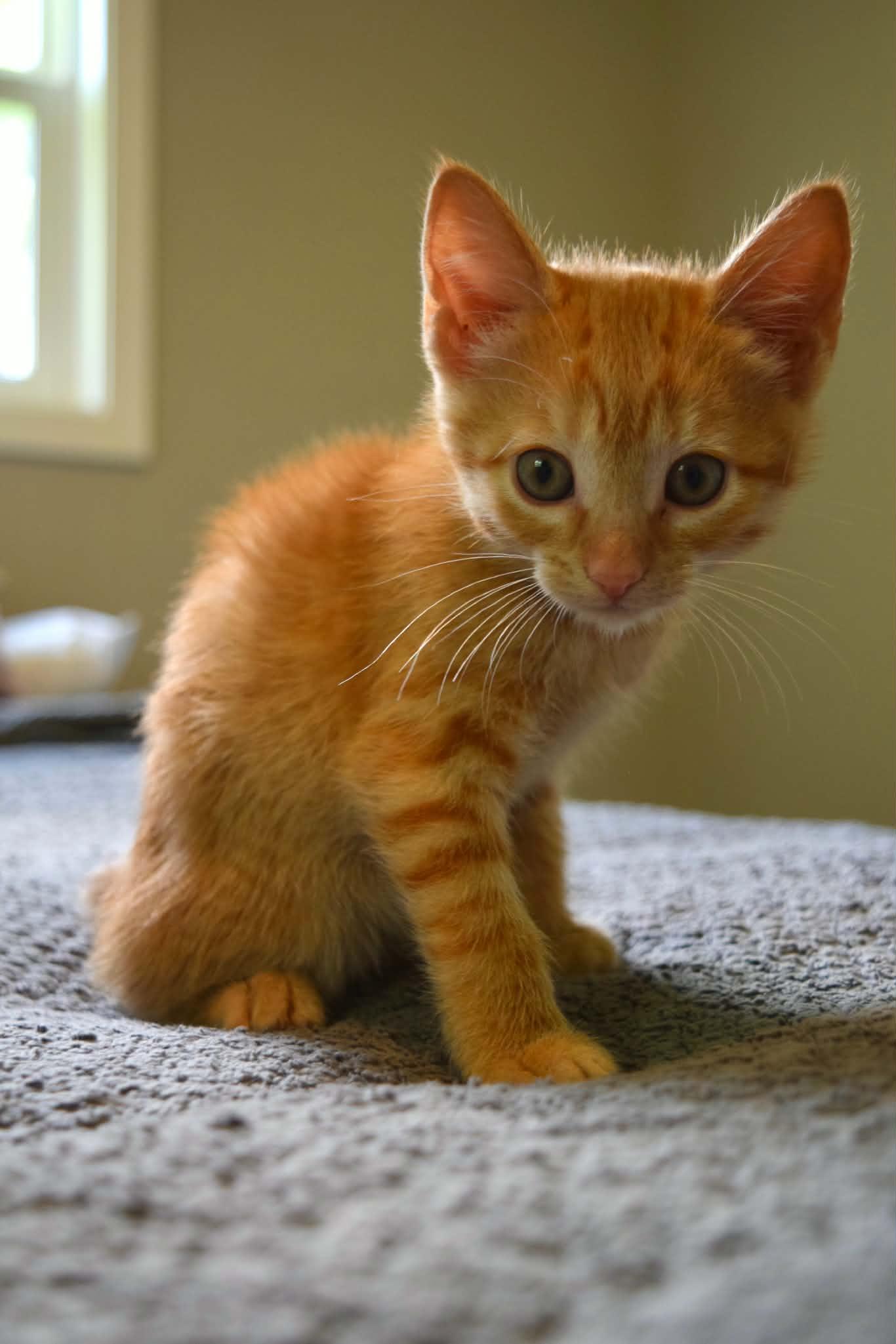 Phoebe, ADOPTABLE, Kitten Female Domestic Short Hair.