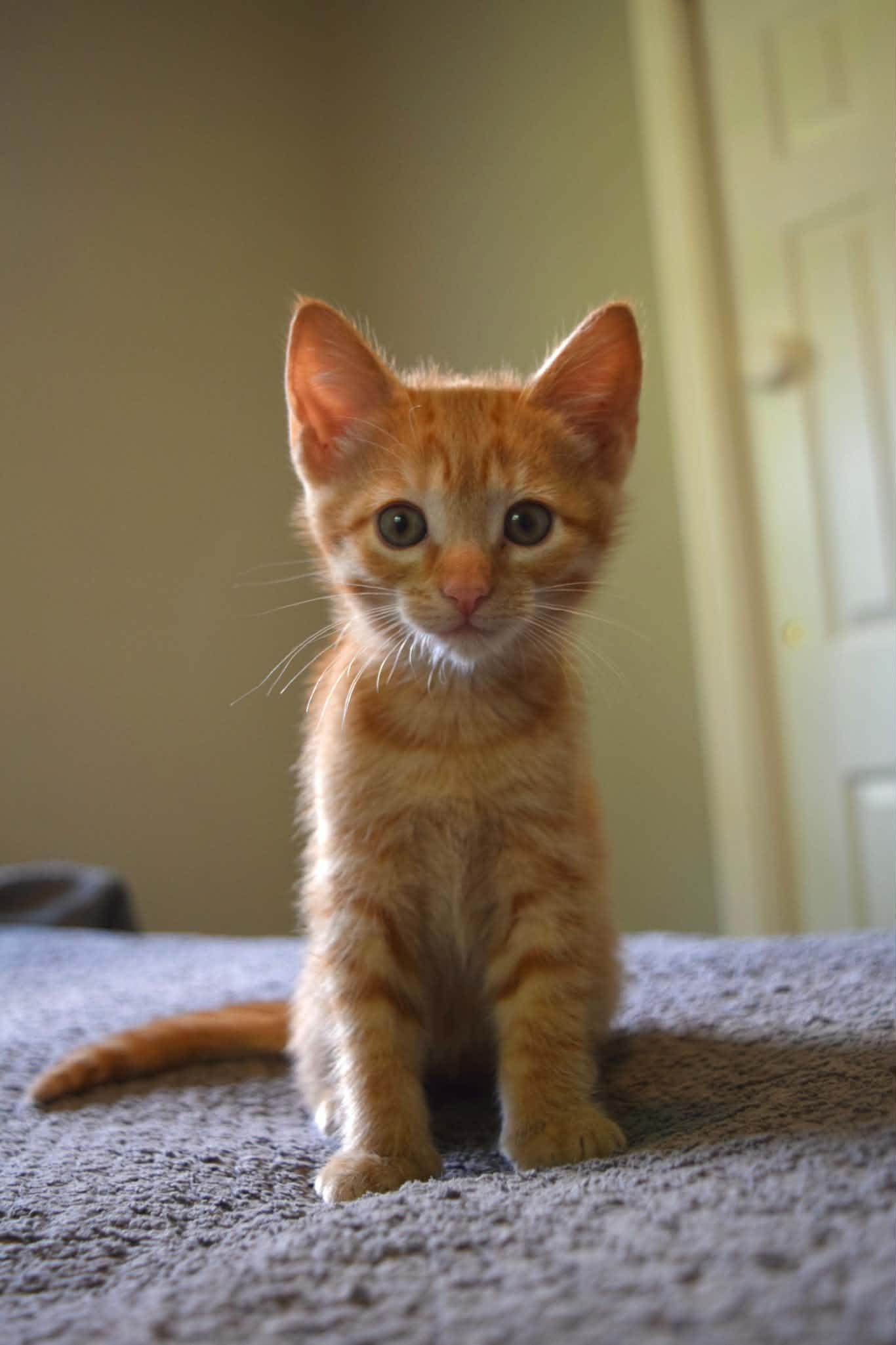 Enlarge Phoebe, a ADOPTABLE Domestic Short Hair in Muncie, IN image 2/2
