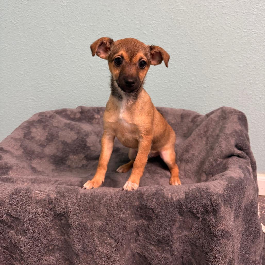 Luca, Adoptable, Puppy Female Chihuahua.