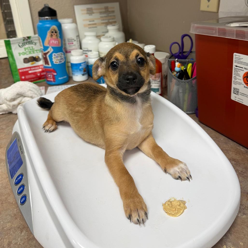 Enlarge Luca, a Adoptable Chihuahua in Fresno, CA image 2/3