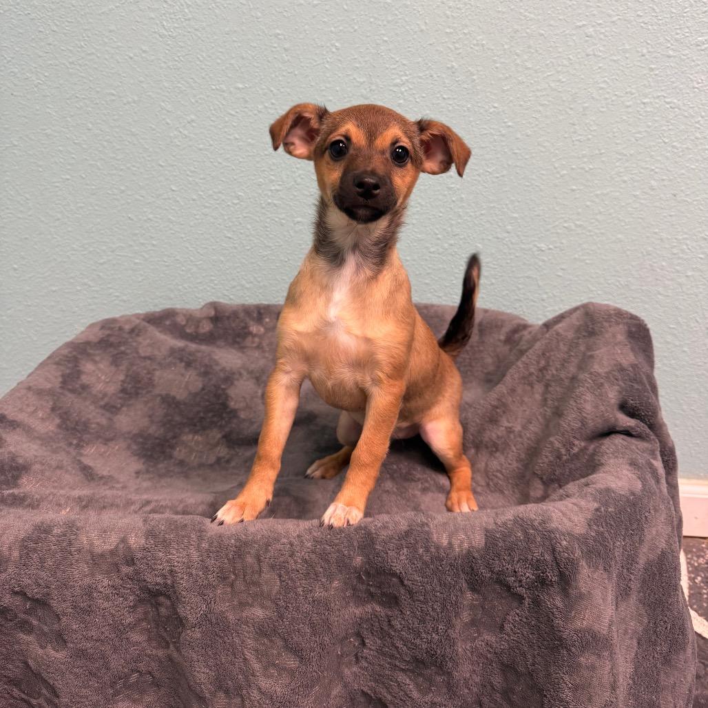 Enlarge Luca, a Adoptable Chihuahua in Fresno, CA image 3/3