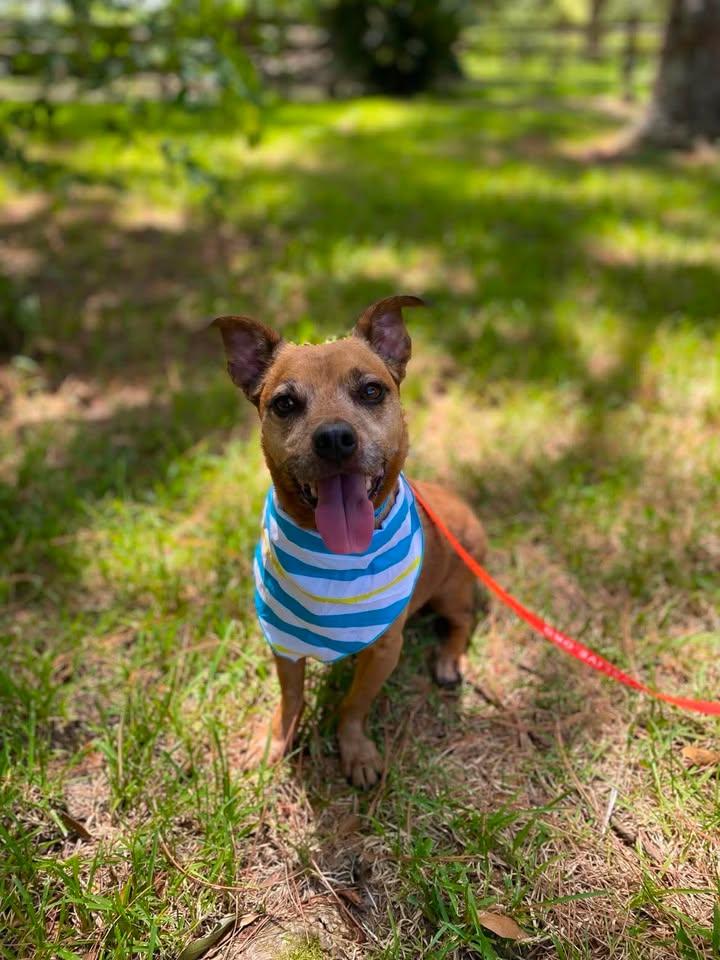Ryden, Adopted, Senior Male Dachshund.