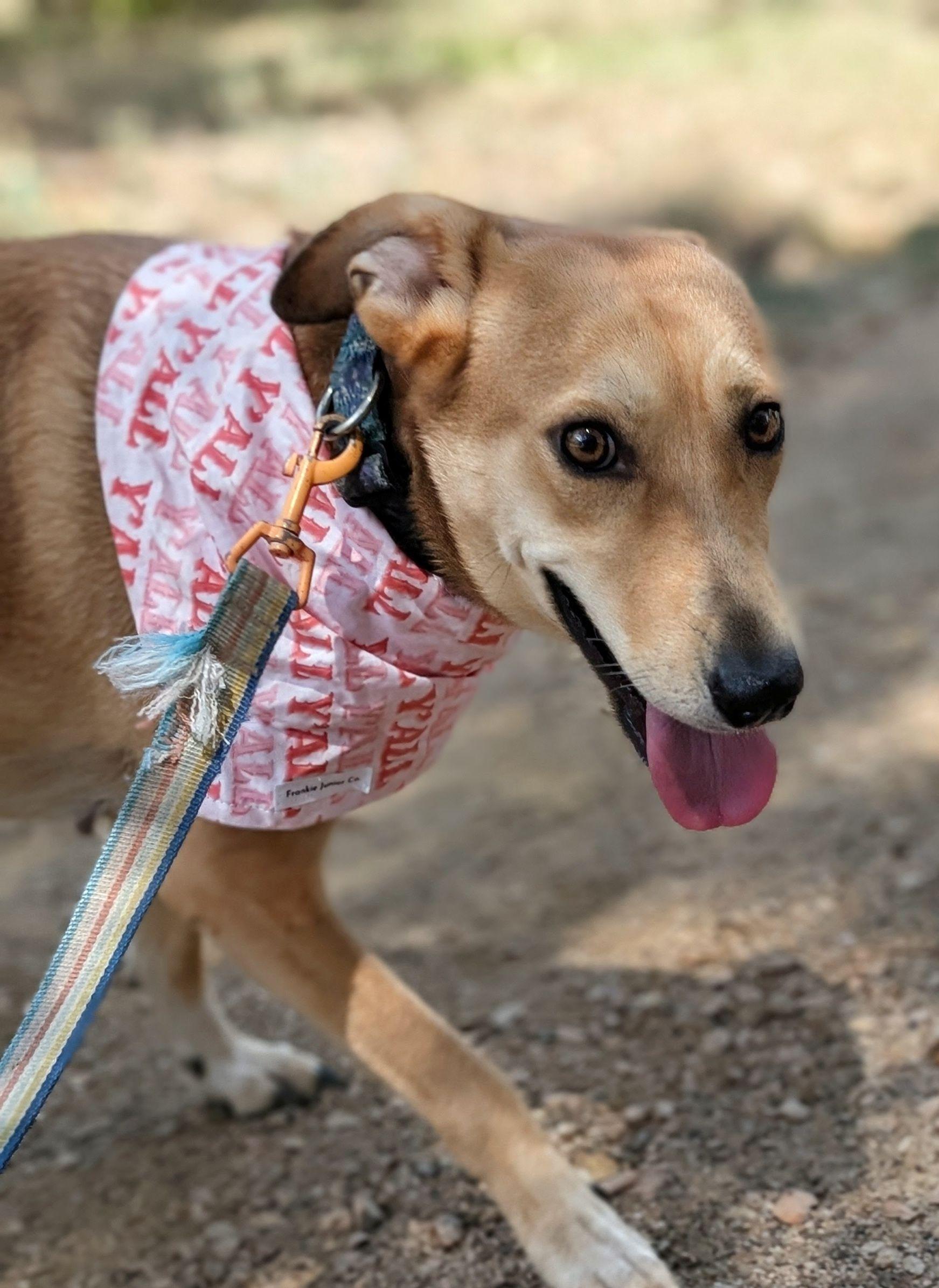 Celeste, ADOPTABLE, Adult Female Belgian Shepherd / Malinois & Yellow Labrador Retriever.