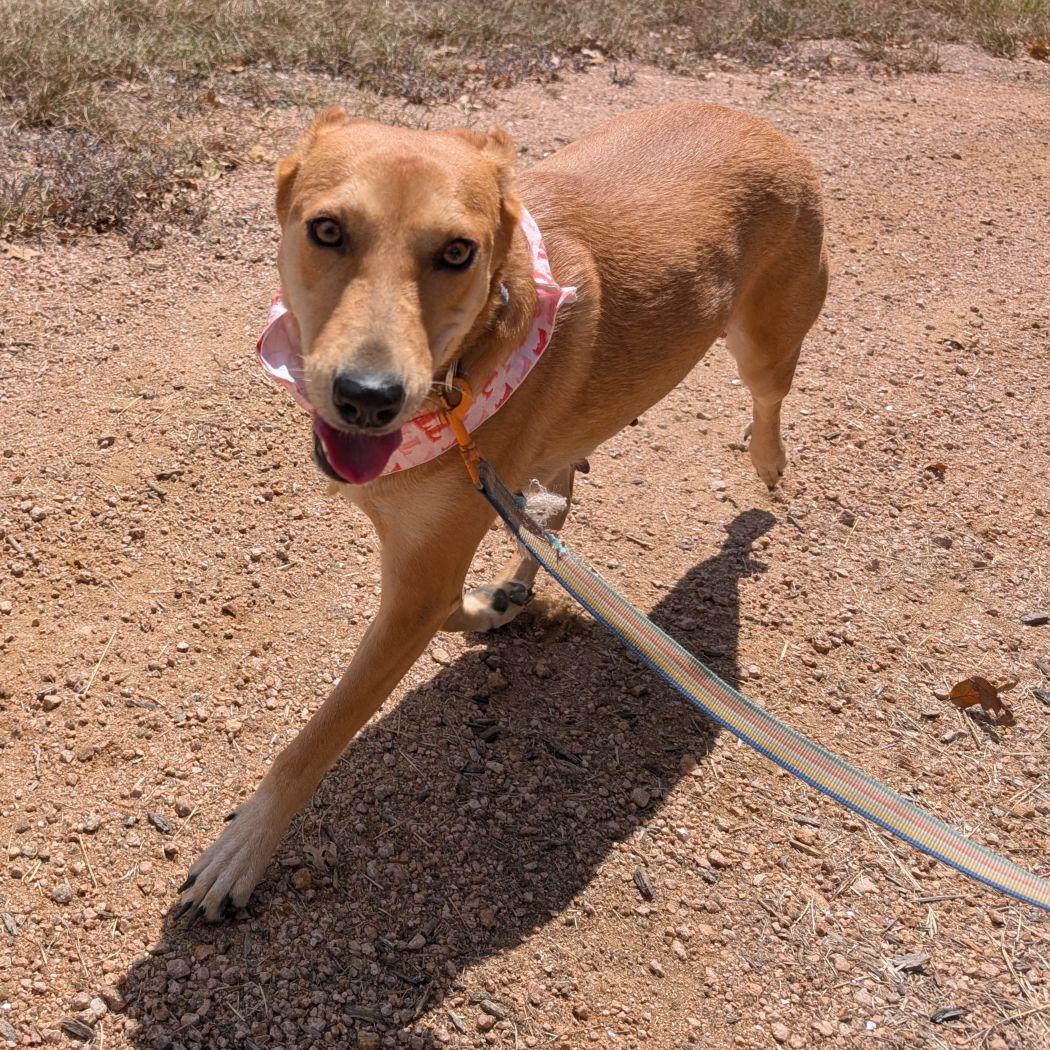Celeste, a ADOPTABLE mixed breed in Austin, TX image 3/4