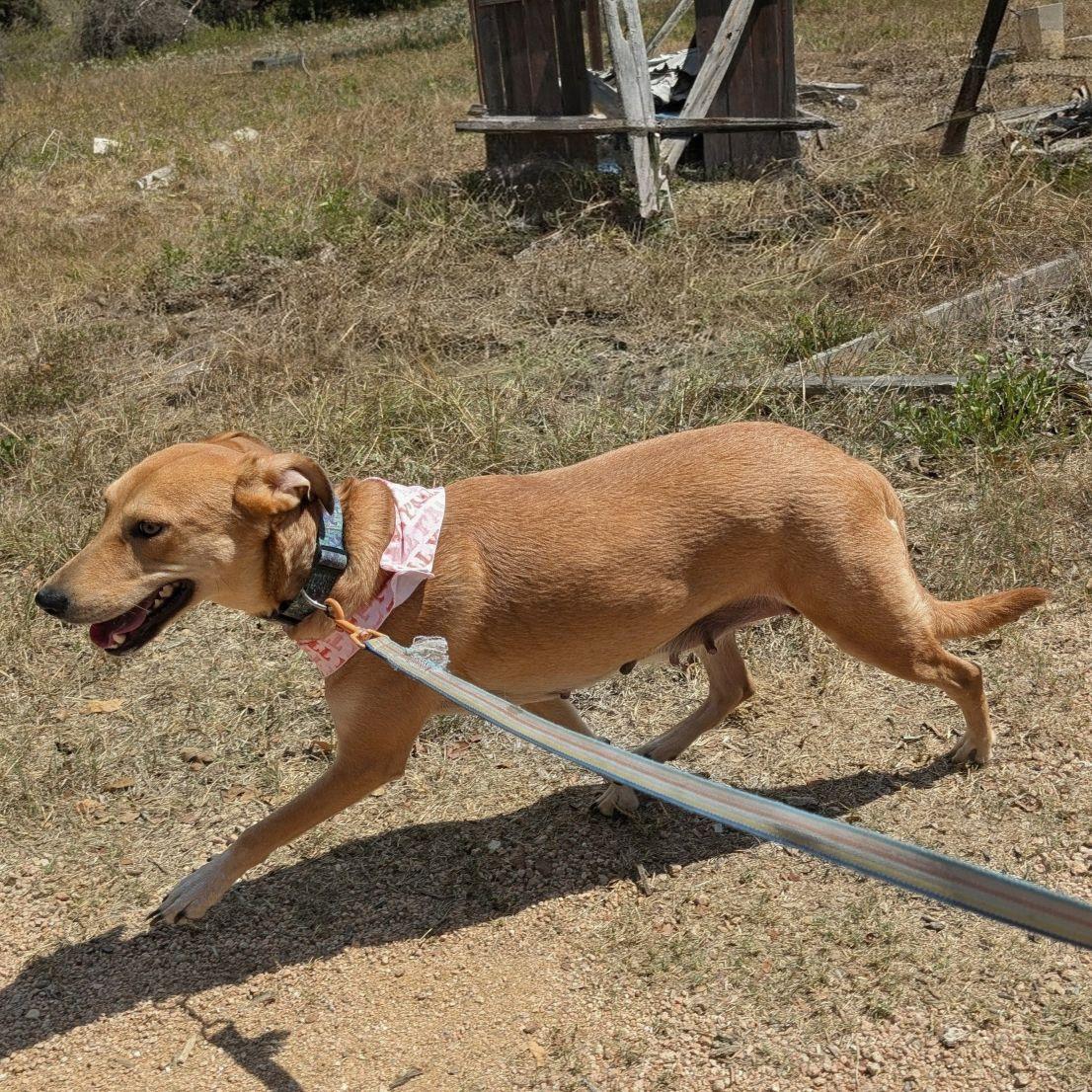 Celeste, a ADOPTABLE mixed breed in Austin, TX image 2/4