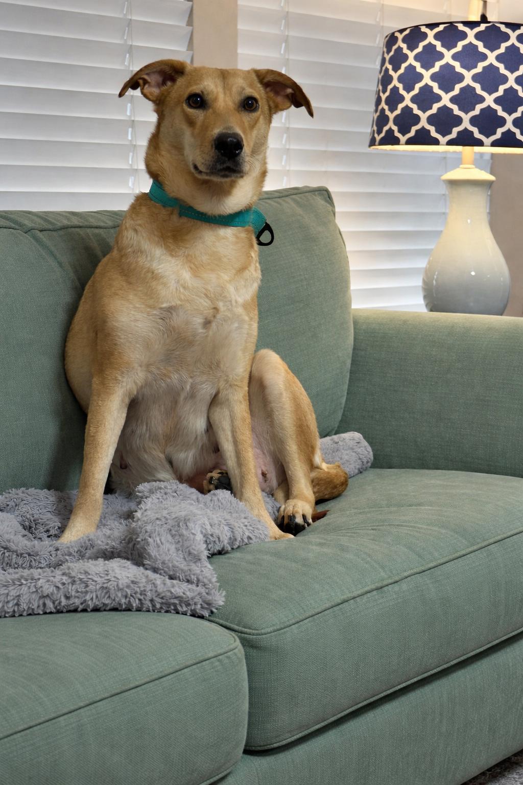 Celeste, ADOPTABLE, Adult Female Belgian Shepherd / Malinois & Yellow Labrador Retriever.