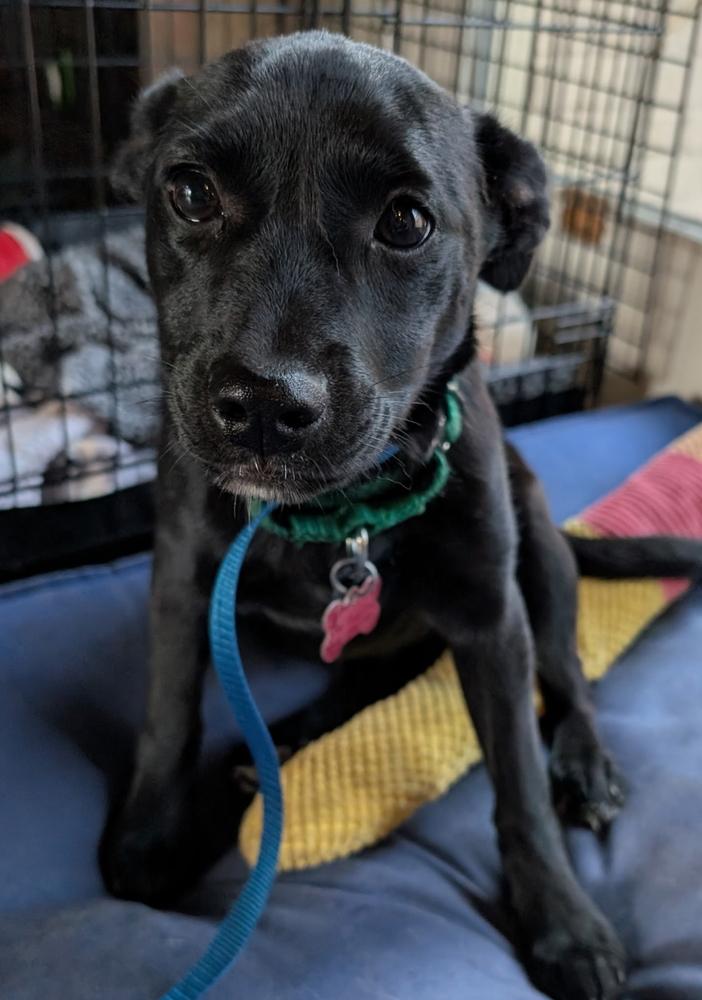 Starling Songbird, Adoptable, Puppy Female Mountain Cur.