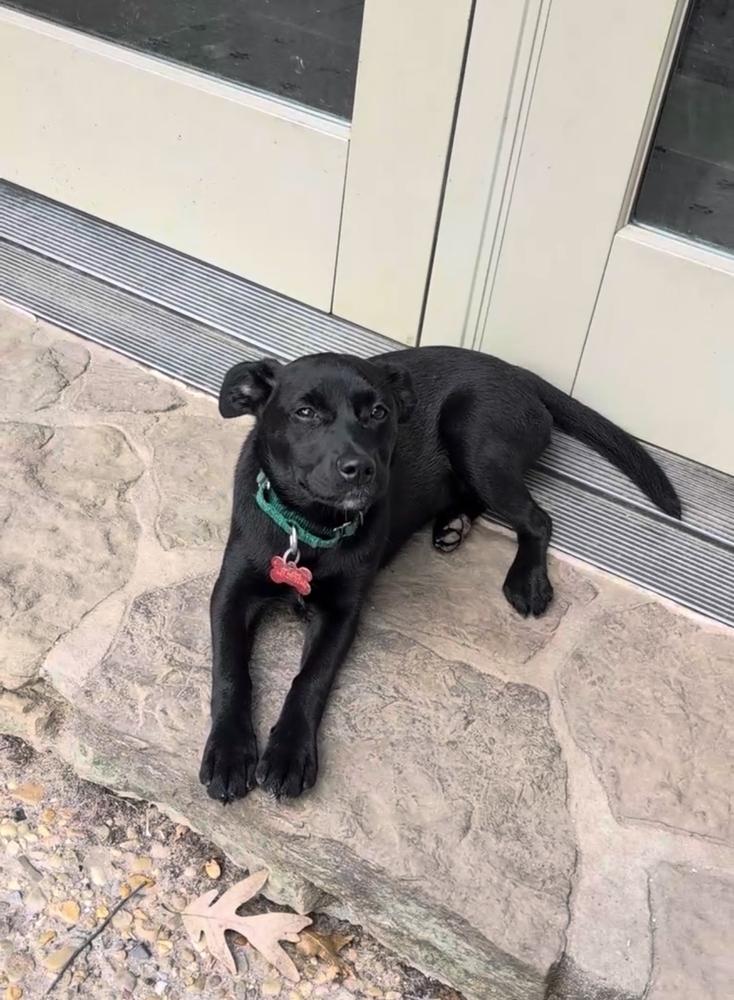 Enlarge Starling Songbird, a Adoptable mixed breed in Boston, MA image 5/6