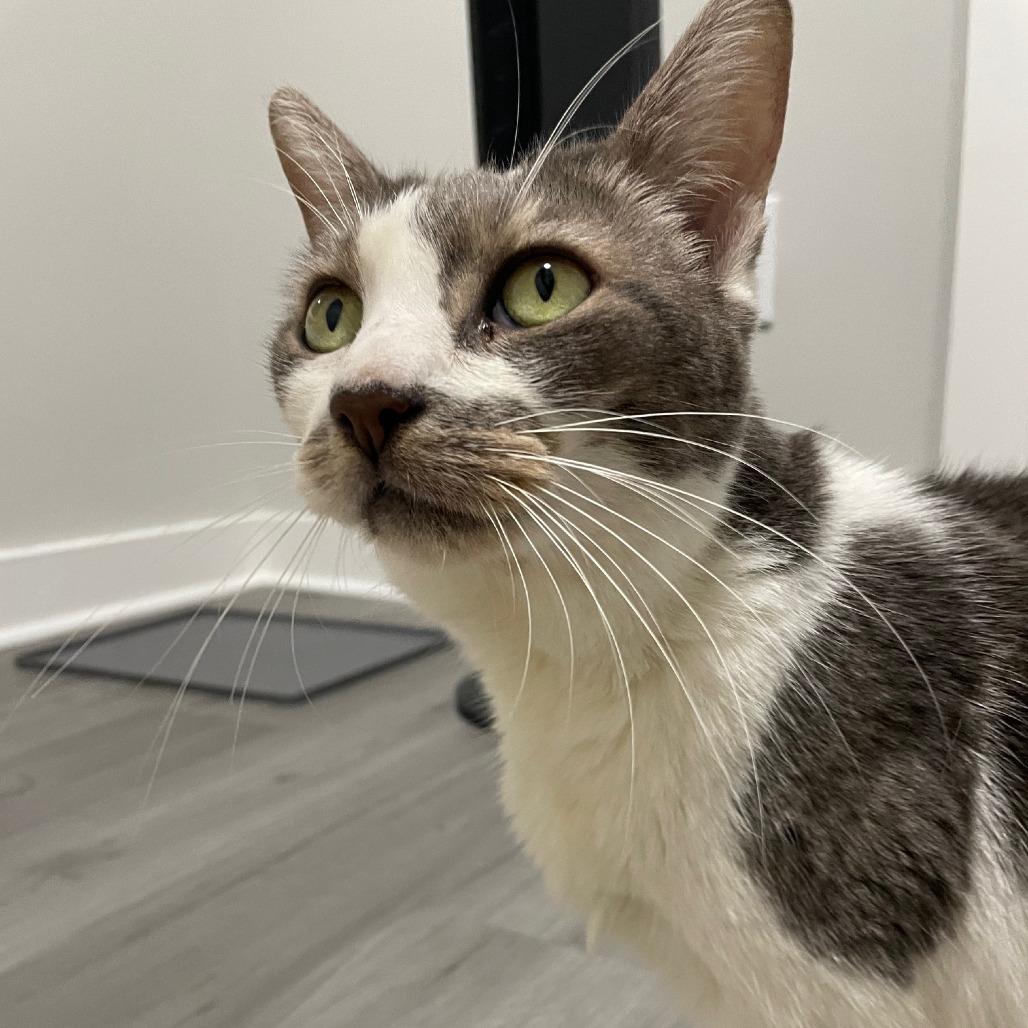 Rylee, Adoptable, Young Male Domestic Short Hair.