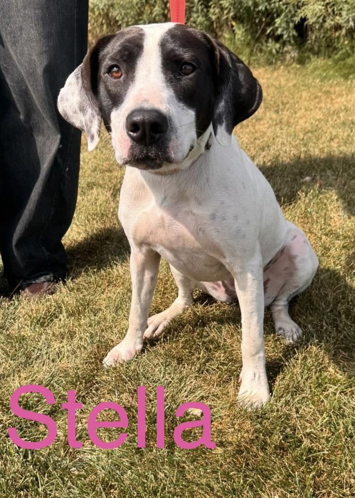 Stella, Adopted, Young Female Pointer & Mixed Breed.