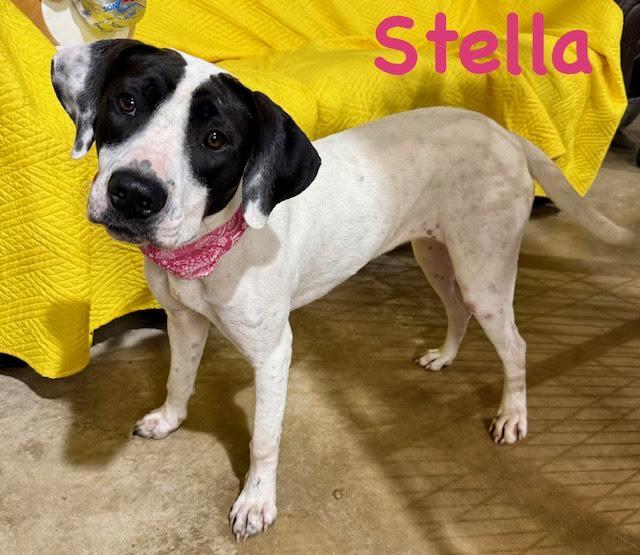 Enlarge Stella, a Adopted mixed breed in Zimmerman, MN image 2/2