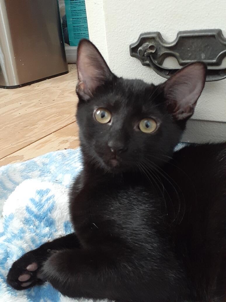 Enlarge Kato, a Adoptable Domestic Short Hair in Wimauma, FL image 6/6