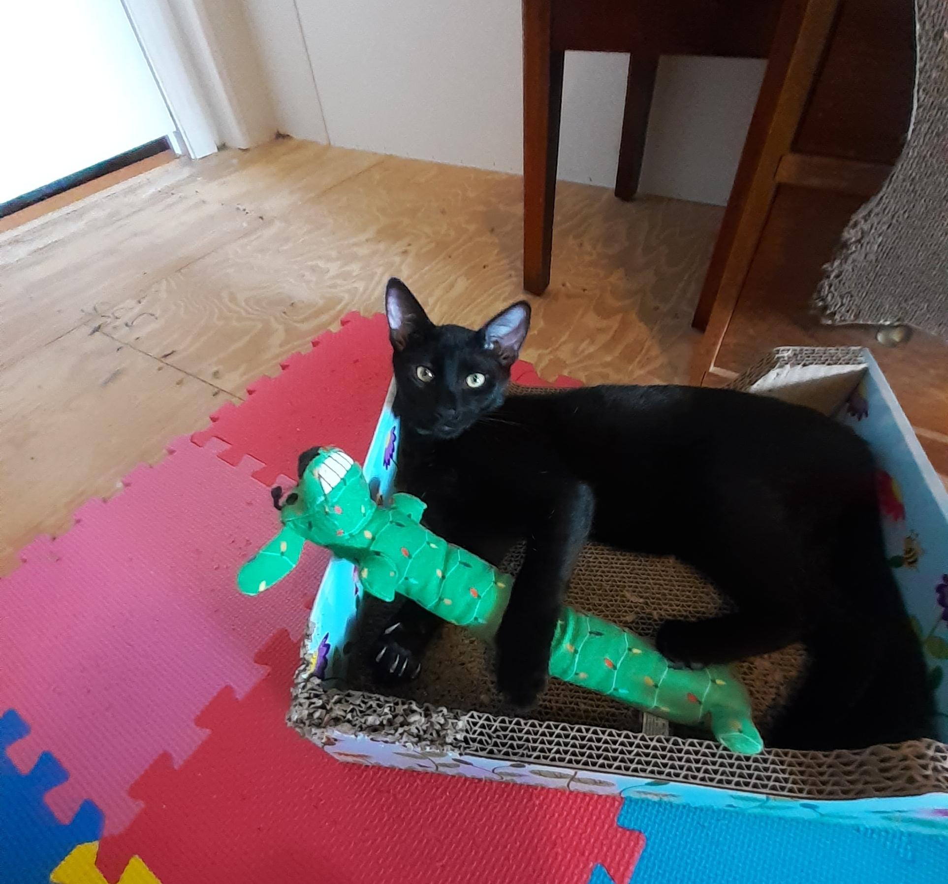 Enlarge Kato, a Adoptable Domestic Short Hair in Wimauma, FL image 4/6