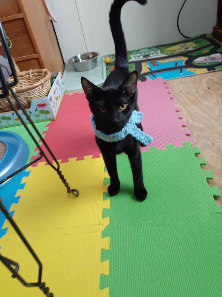 Enlarge Kato, a Adoptable Domestic Short Hair in Wimauma, FL image 1/6