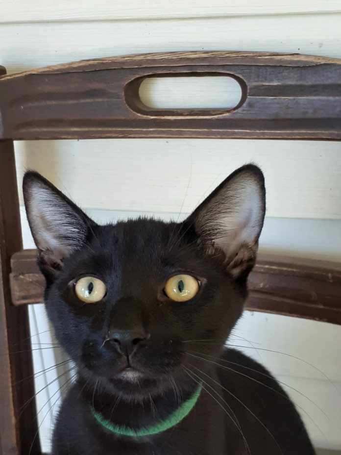 Enlarge Kato, a Adoptable Domestic Short Hair in Wimauma, FL image 5/6