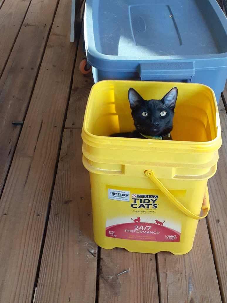 Enlarge Kato, a Adoptable Domestic Short Hair in Wimauma, FL image 6/6